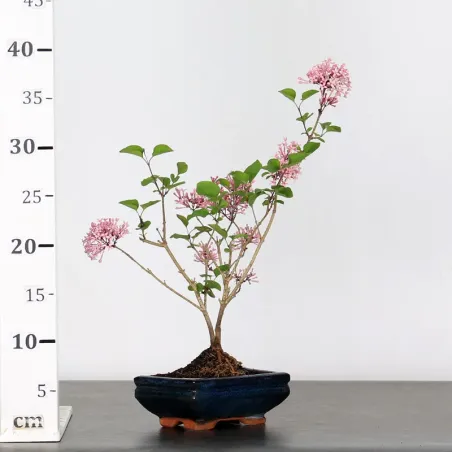 image supplémentaire - LILAS DE CHINE "SYRINGA RED...
