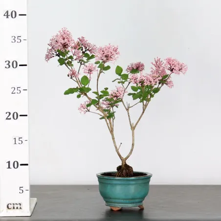 image supplémentaire - LILAS DE CHINE "SYRINGA RED...