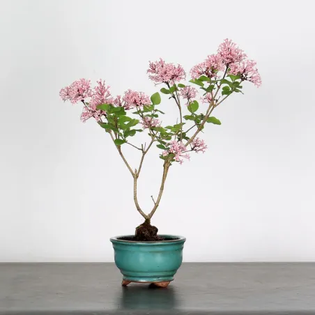 LILAS DE CHINE "SYRINGA RED PIXIE" 1-7