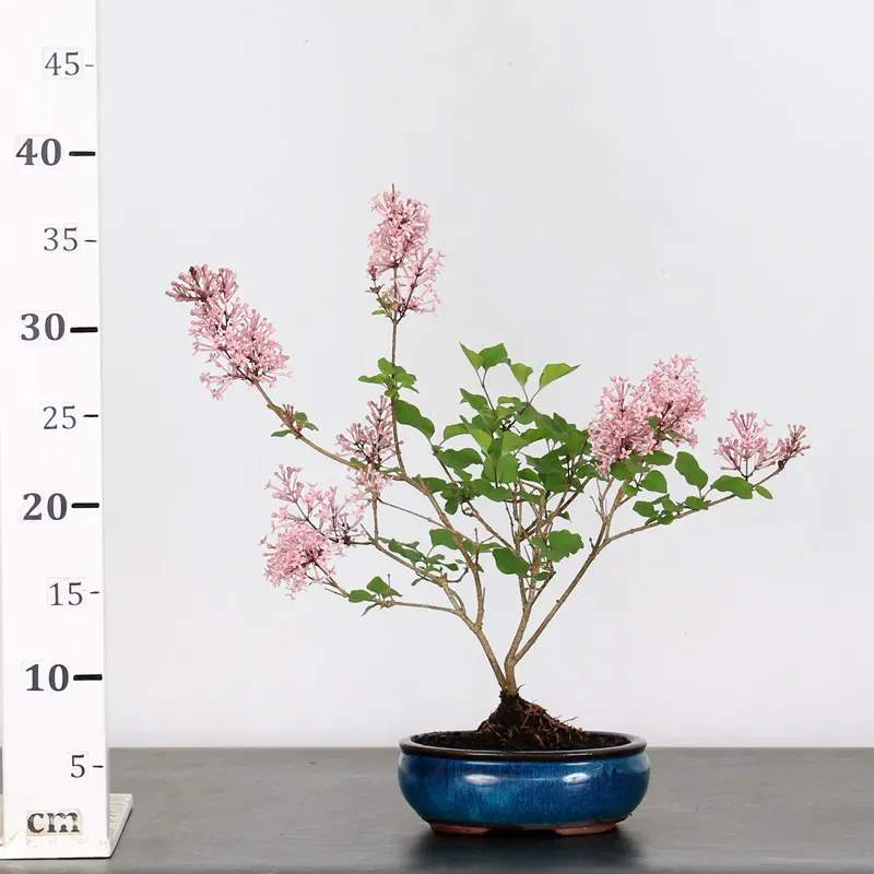 image supplémentaire - LILAS DE CHINE "SYRINGA RED...