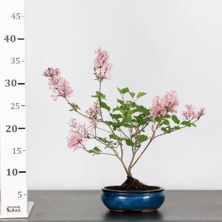 image supplémentaire - LILAS DE CHINE "SYRINGA RED...