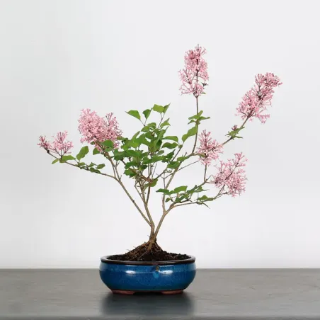 LILAS DE CHINE "SYRINGA RED PIXIE" 1-8