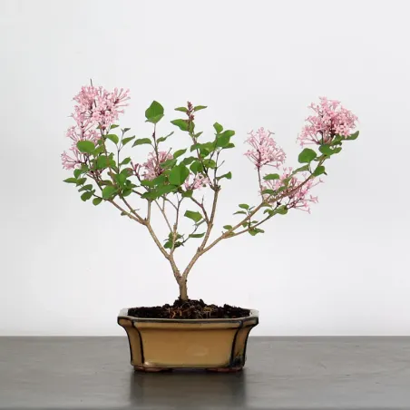 LILAS DE CHINE "SYRINGA RED PIXIE" 1-9