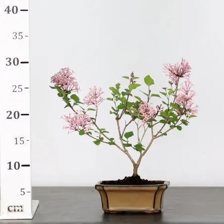 image supplémentaire - LILAS DE CHINE "SYRINGA RED...