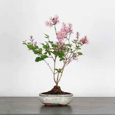 image supplémentaire - LILAS DE CHINE "SYRINGA RED...