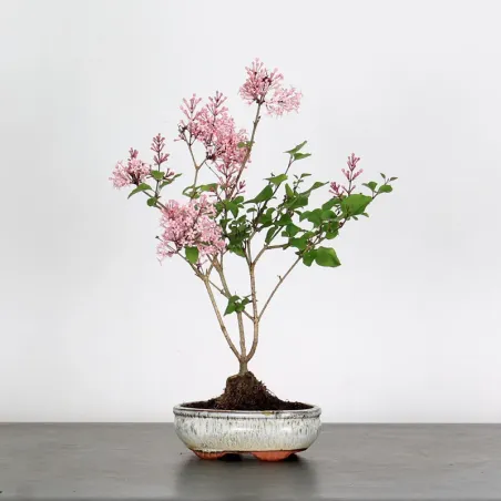 LILAS DE CHINE "SYRINGA RED PIXIE" 1-12