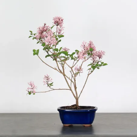 LILAS DE CHINE "SYRINGA RED PIXIE" 1-13