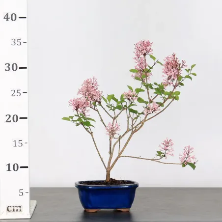image supplémentaire - LILAS DE CHINE "SYRINGA RED...