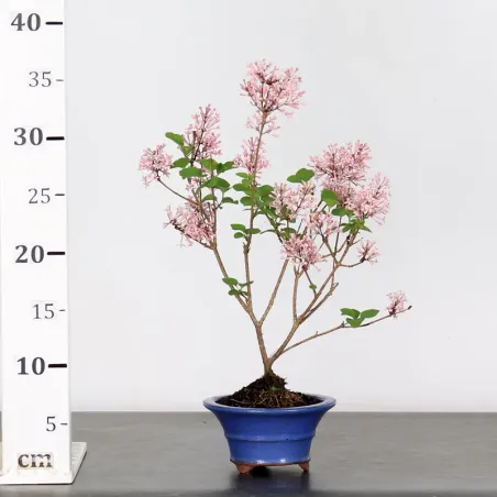 image supplémentaire - LILAS DE CHINE "SYRINGA RED...
