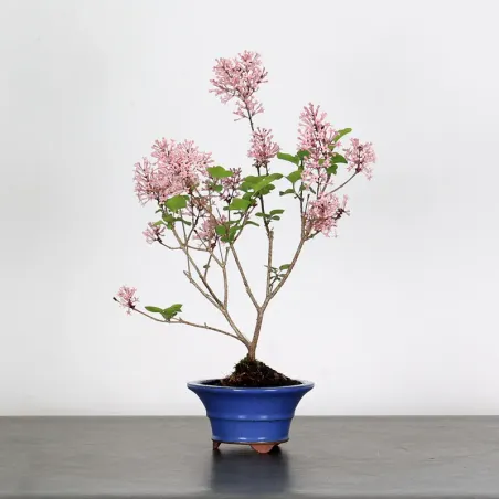 LILAS DE CHINE "SYRINGA RED PIXIE" 1-14