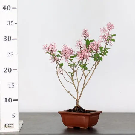image supplémentaire - LILAS DE CHINE "SYRINGA RED...