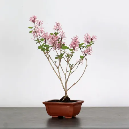 LILAS DE CHINE "SYRINGA RED PIXIE" 1-15