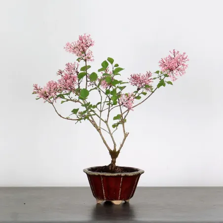 LILAS DE CHINE "SYRINGA RED PIXIE" 2-1