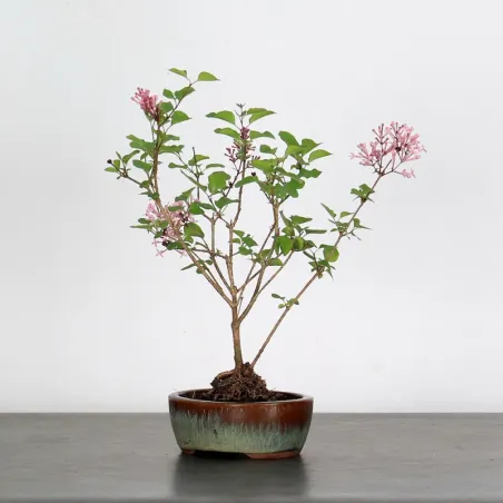 LILAS DE CHINE "SYRINGA RED PIXIE" 2-2