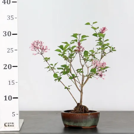 image supplémentaire - LILAS DE CHINE "SYRINGA RED...