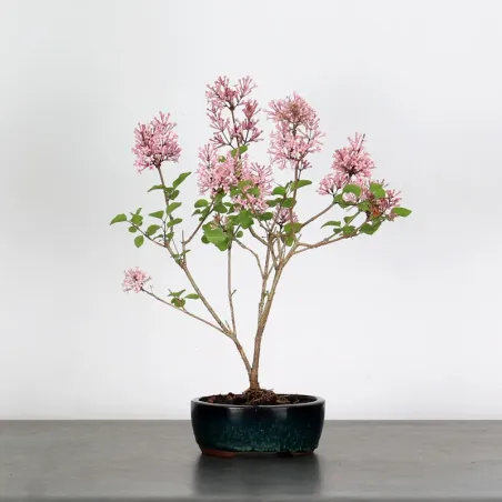 LILAS DE CHINE "SYRINGA RED PIXIE" 2-3
