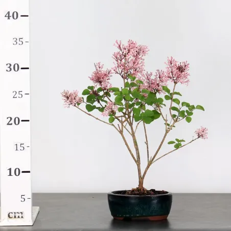 image supplémentaire - LILAS DE CHINE "SYRINGA RED...
