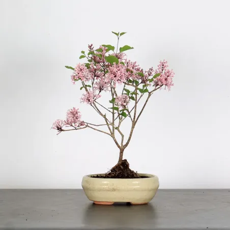 LILAS DE CHINE "SYRINGA RED PIXIE" 2-5