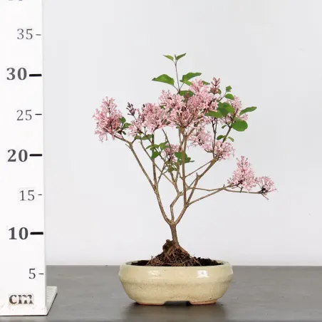 image supplémentaire - LILAS DE CHINE "SYRINGA RED...