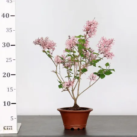image supplémentaire - LILAS DE CHINE "SYRINGA RED...