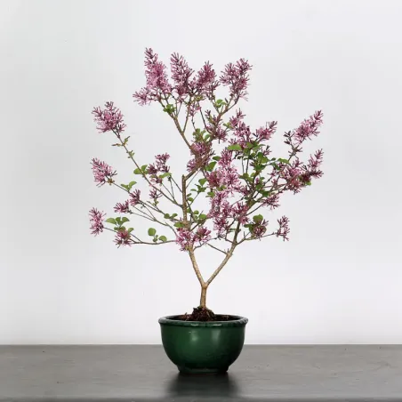 LILAS DE CHINE "SYRINGA RED PIXIE" 2-7