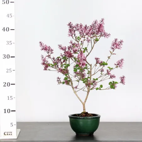 image supplémentaire - LILAS DE CHINE "SYRINGA RED...