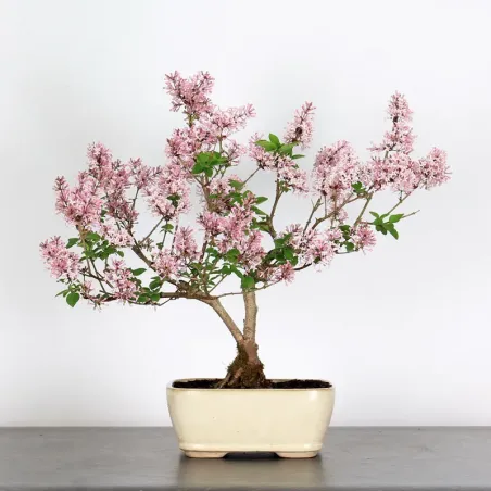 LILAS DE CHINE "SYRINGA RED PIXIE" 2-8