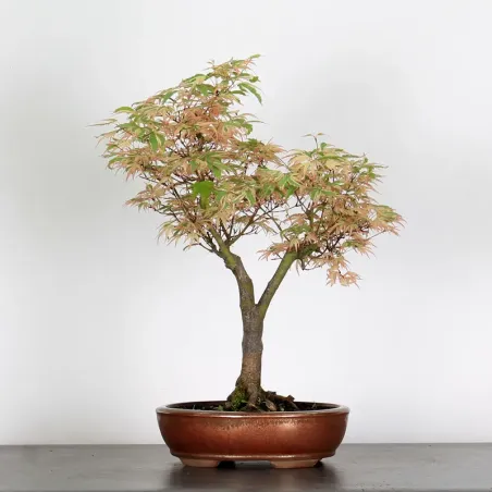 image supplémentaire - BONSAI MAPLE "ACER...