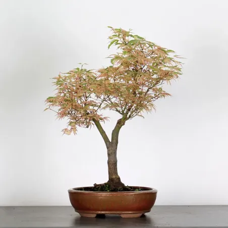 Bonsai Maple Butterfly ABU-1-1