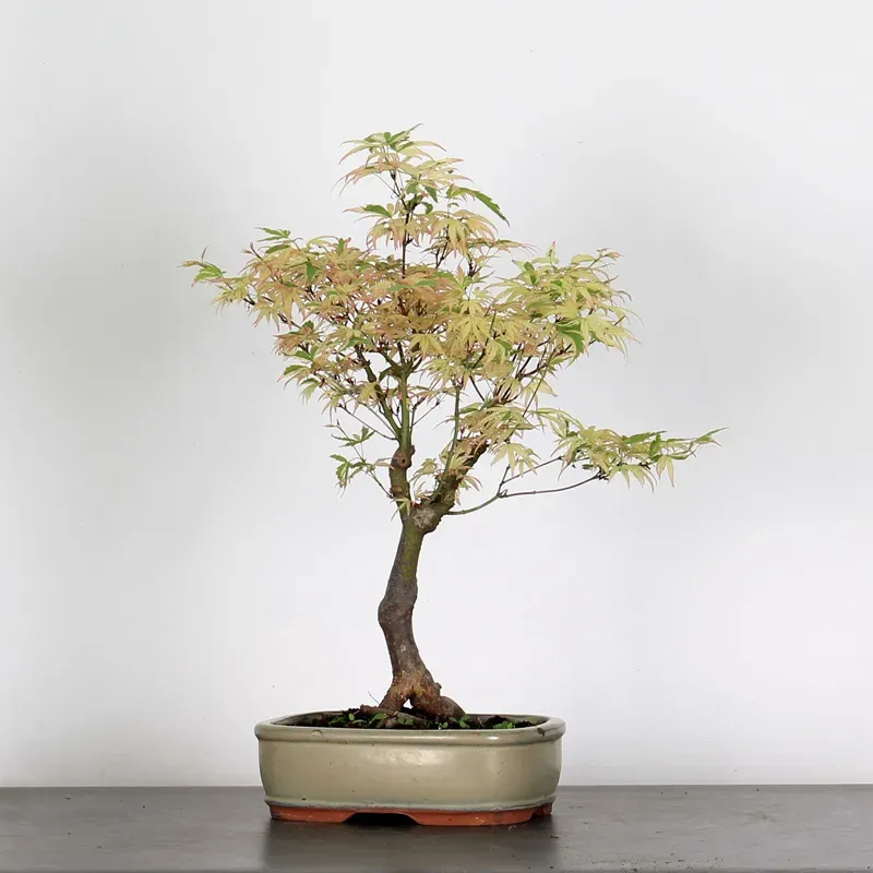 image supplémentaire - ÉRABLE DU JAPON "ACER...