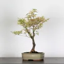 ÉRABLE DU JAPON "ACER BUTTERFLY" 1-3