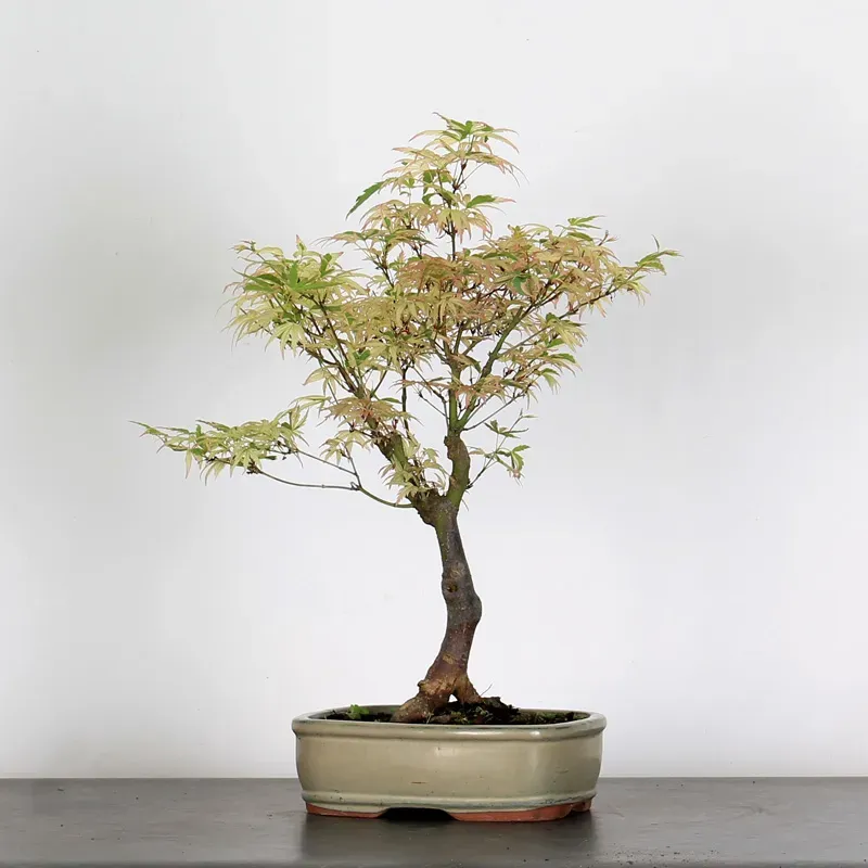 Bonsai Erable Butterfly  ABU-1-3