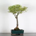ÉRABLE DU JAPON "ACER BUTTERFLY" 1-4