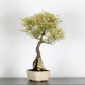 ÉRABLE DU JAPON "ACER BUTTERFLY" AVEC ROCHE 1-6