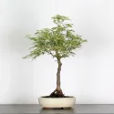 ÉRABLE DU JAPON "ACER BUTTERFLY" 1-8
