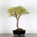 ÉRABLE DU JAPON "ACER BUTTERFLY" 1-9