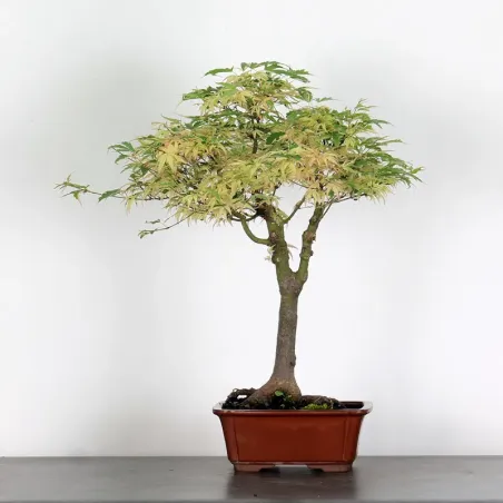 Bonsai Erable Butterfly  ABU-1-10