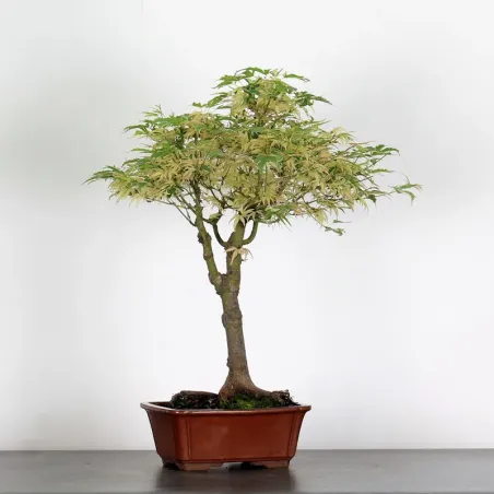 image supplémentaire - ÉRABLE DU JAPON "ACER...