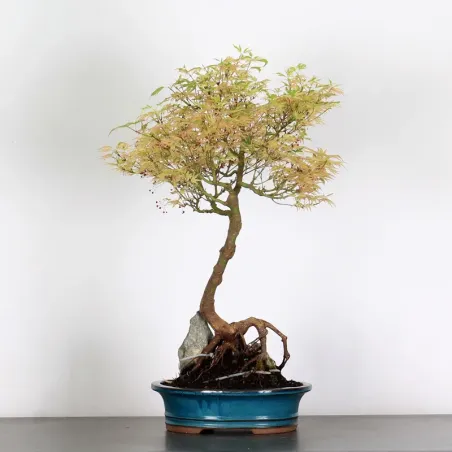 image supplémentaire - ÉRABLE DU JAPON "ACER...