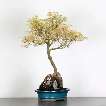 ÉRABLE DU JAPON "ACER BUTTERFLY" 1-11