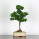 Érable "ACER SHISHIGASHIRA" 1-2