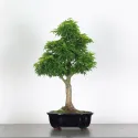 Érable "ACER SHISHIGASHIRA"1-3
