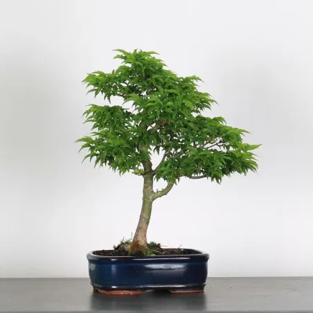 Palmatum Shishigashira Maple Bonsai AS-1-5
