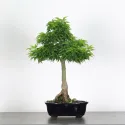 Érable "ACER SHISHIGASHIRA" 1-6