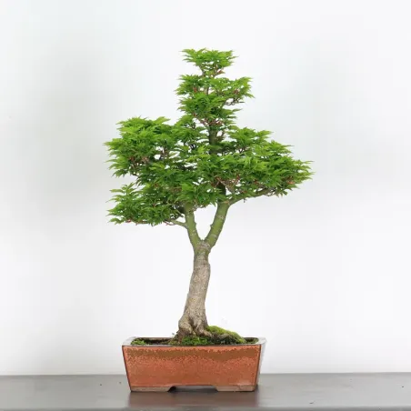 image supplémentaire - Érable "ACER SHISHIGASHIRA"...