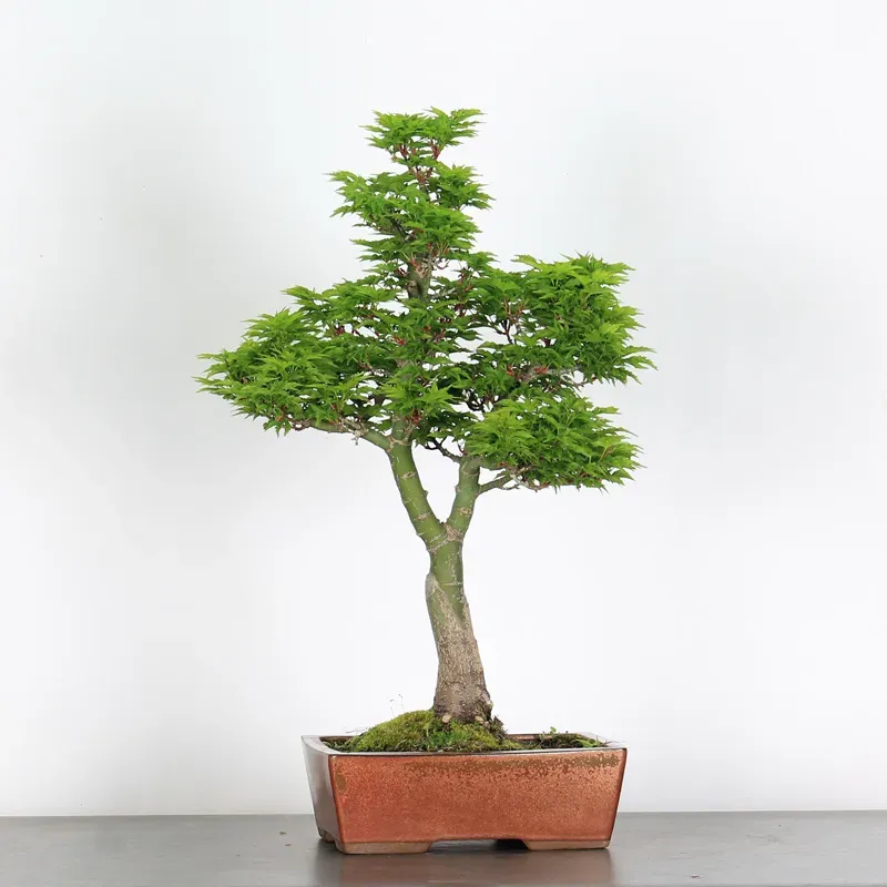 Érable "ACER SHISHIGASHIRA" 1-13