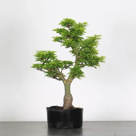 Palmatum Shishigashira Maple Bonsai AS-2-1