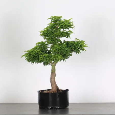 Bonsai Erable Palmatum Shishigashira AS-2-2