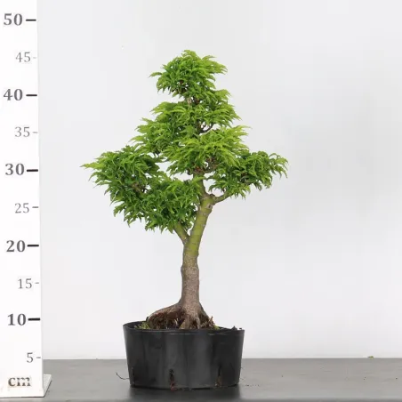 image supplémentaire - Érable "ACER SHISHIGASHIRA"...