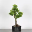 Érable "ACER SHISHIGASHIRA" 2-3
